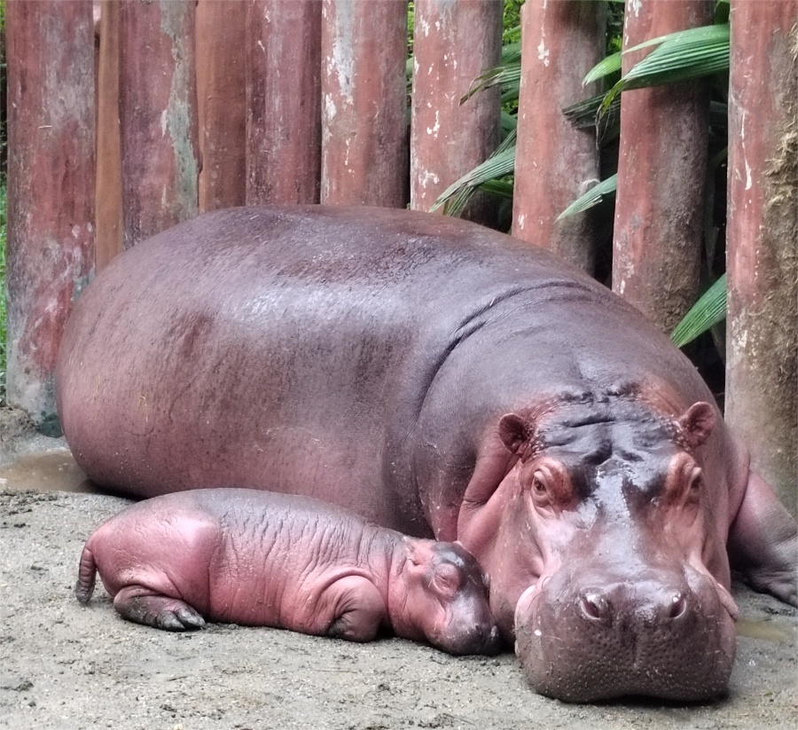 广州动物园又添河马宝宝目前已满月但尚未正式展出