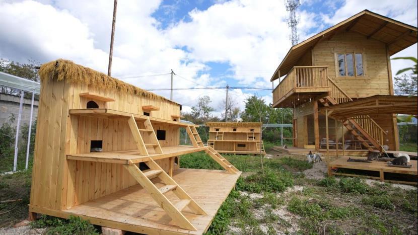 每年“蹭”近百场婚宴，收养126只流浪猫狗的女孩回应网友质疑