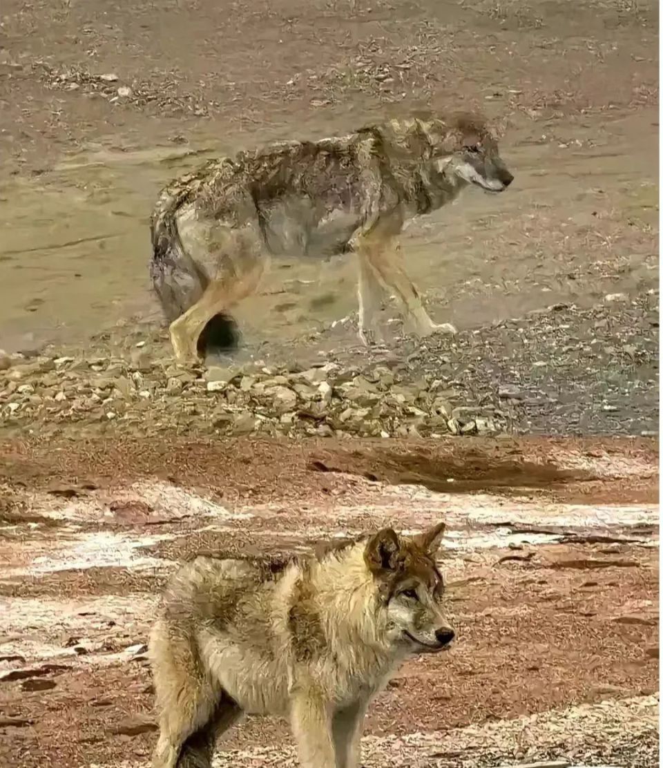 可可西里的凶猛动物图片