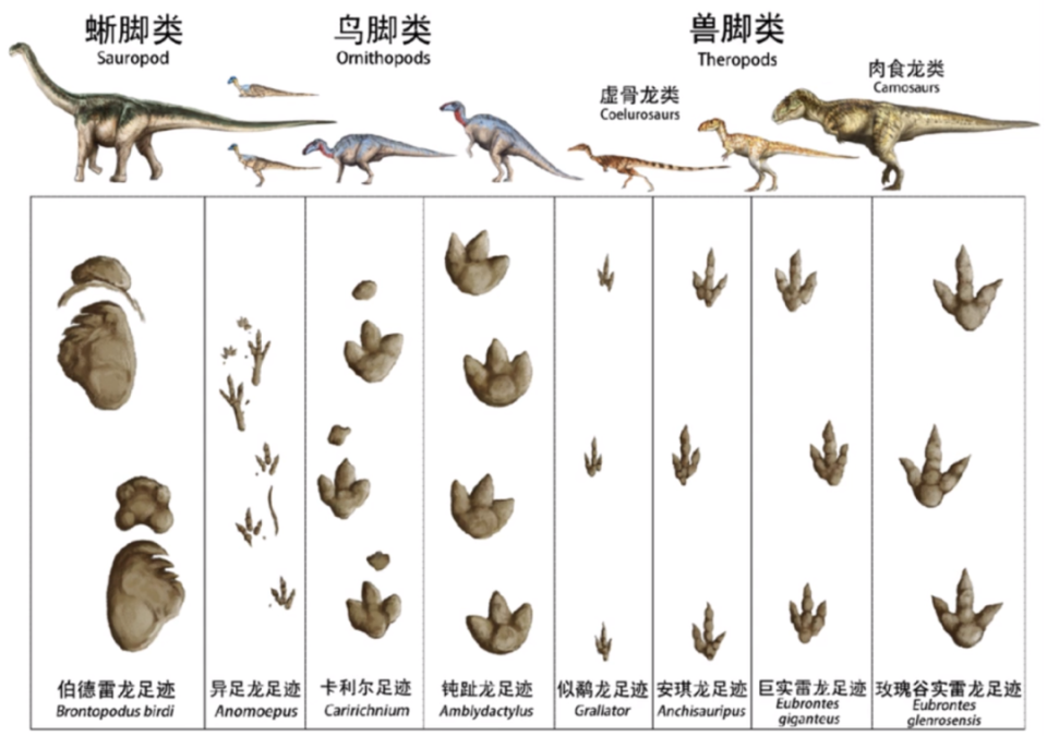 恐龙脚丫子图片图片