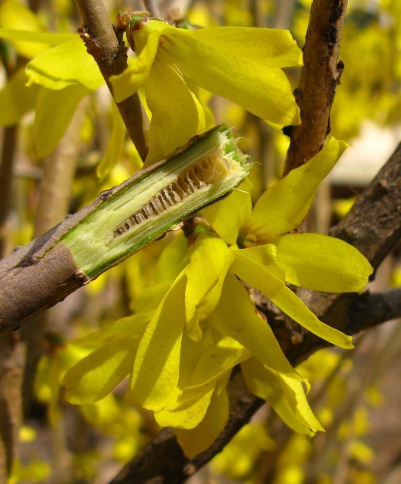 为健康护航的早春使者连翘