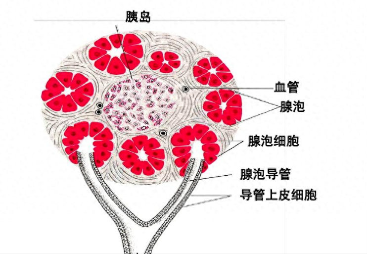 胰岛解剖图片图片