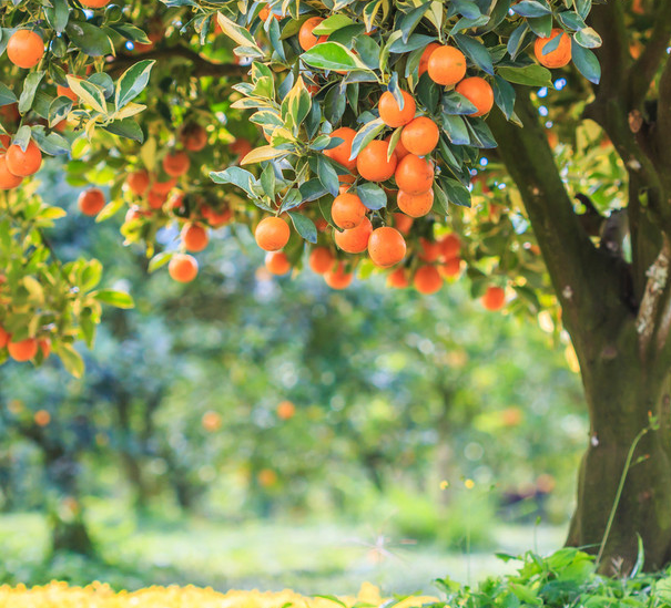 家有橘园_腾讯新闻
