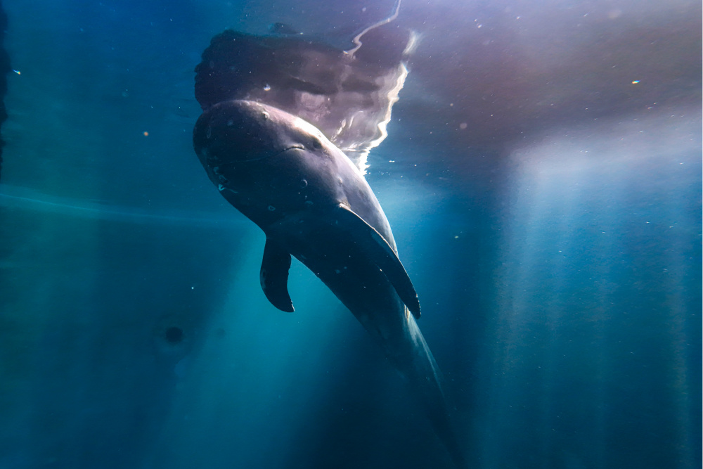 新华全媒 丨"海棠"回家!海南三亚因搁浅被救助的短肢领航鲸被放归大海