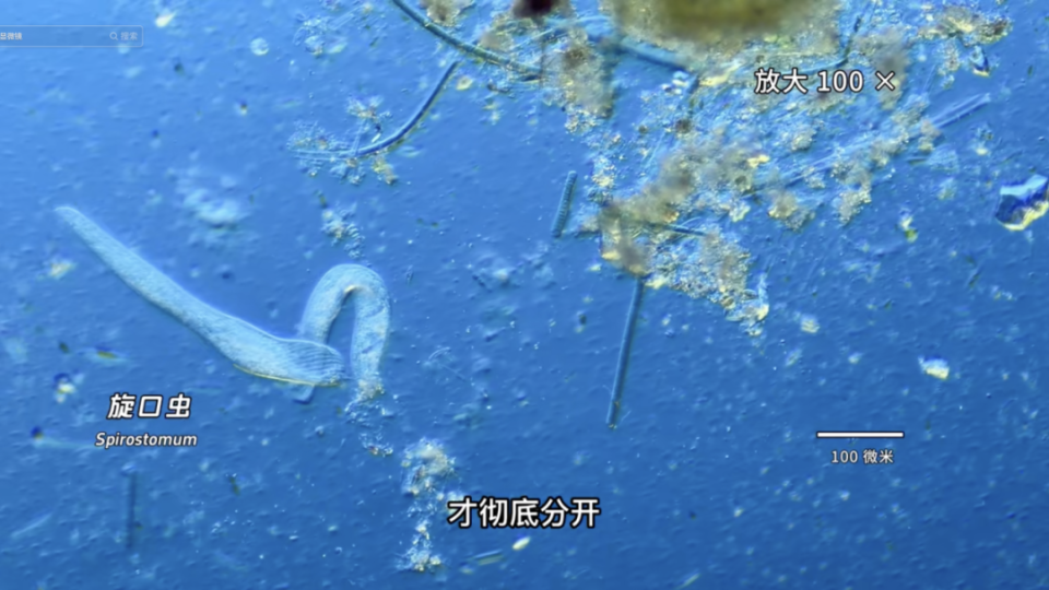 眼虫像在做瑜伽,棍形藻属像舞蹈博主,穿着玻璃外壳的硅藻像一艘船