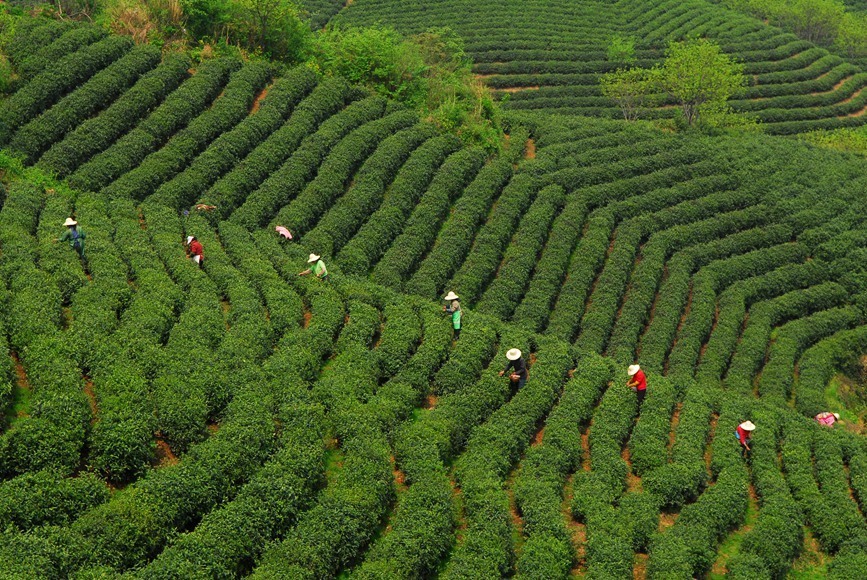 信阳云雾山茶场图片