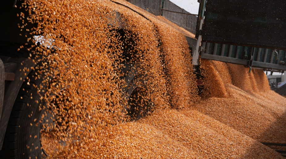 今年,合作社种植面积22600亩,预计玉米亩产可超过1800斤,大豆亩产能