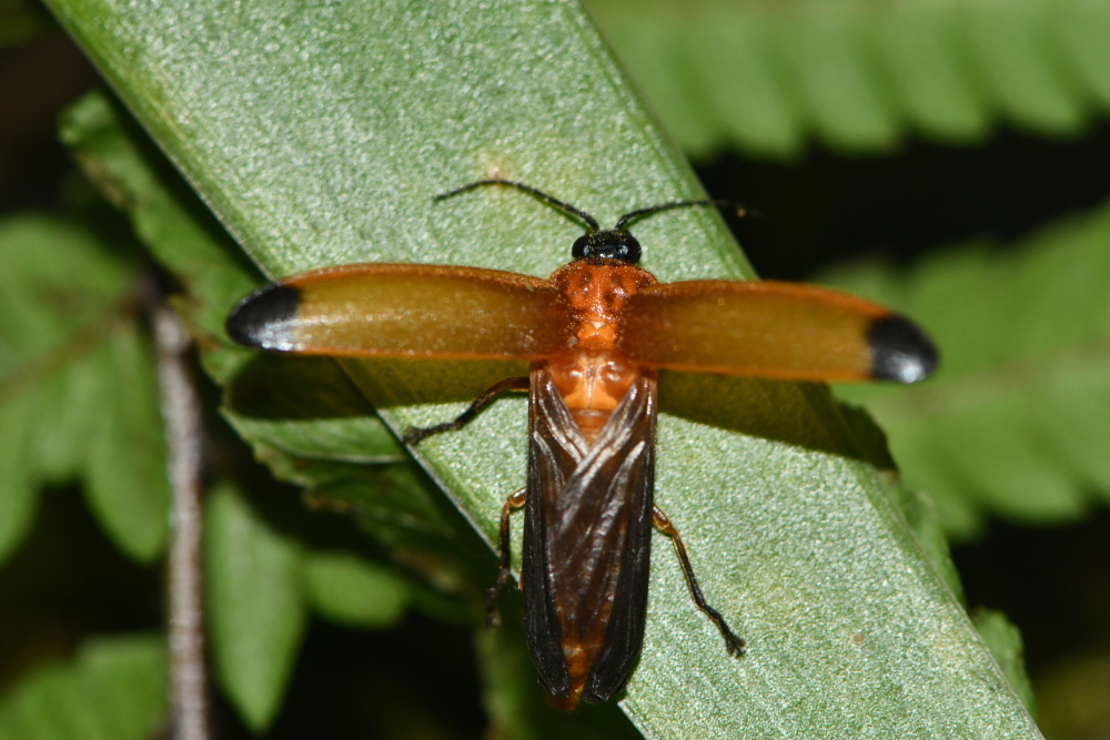 西湖大学研究:或不是为了说"我有毒"