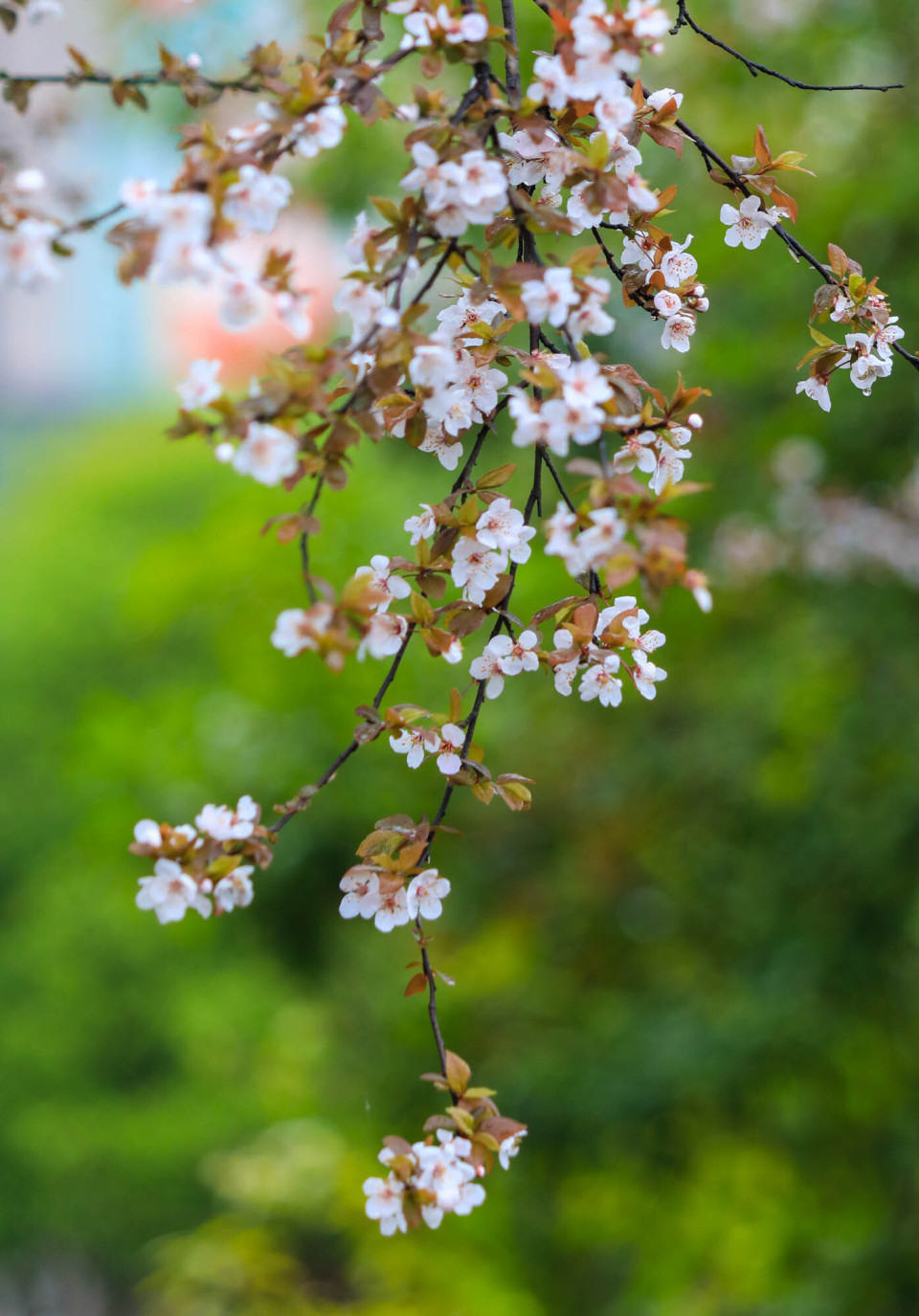 在贵州省铜仁市江口县双江街道湿地公园拍摄的盛开的紫叶李花