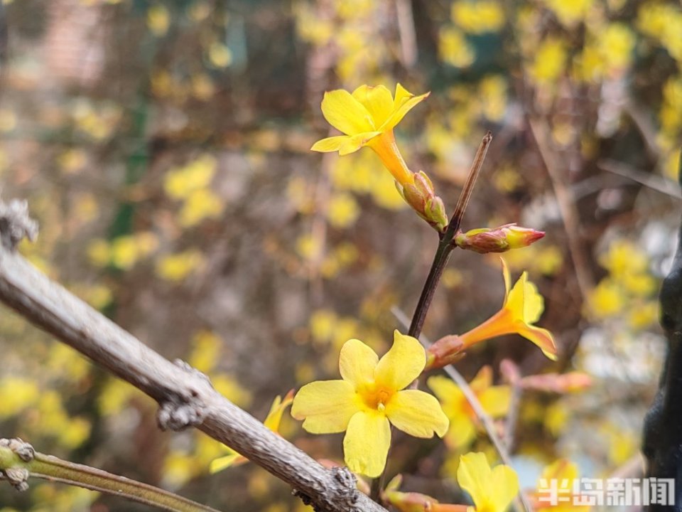 迎春花,开了!_腾讯新闻