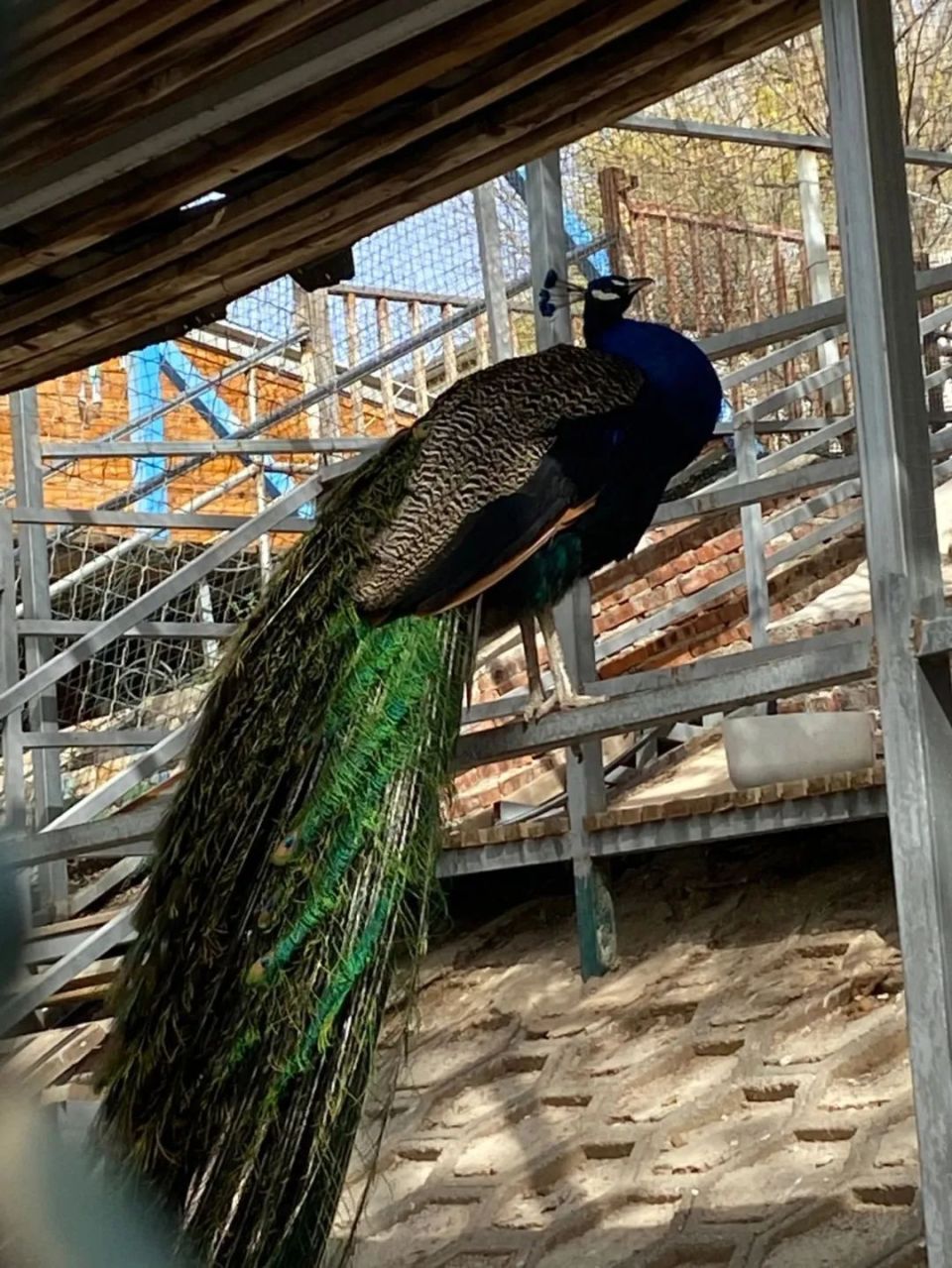 门票免费送!明天正式开启!