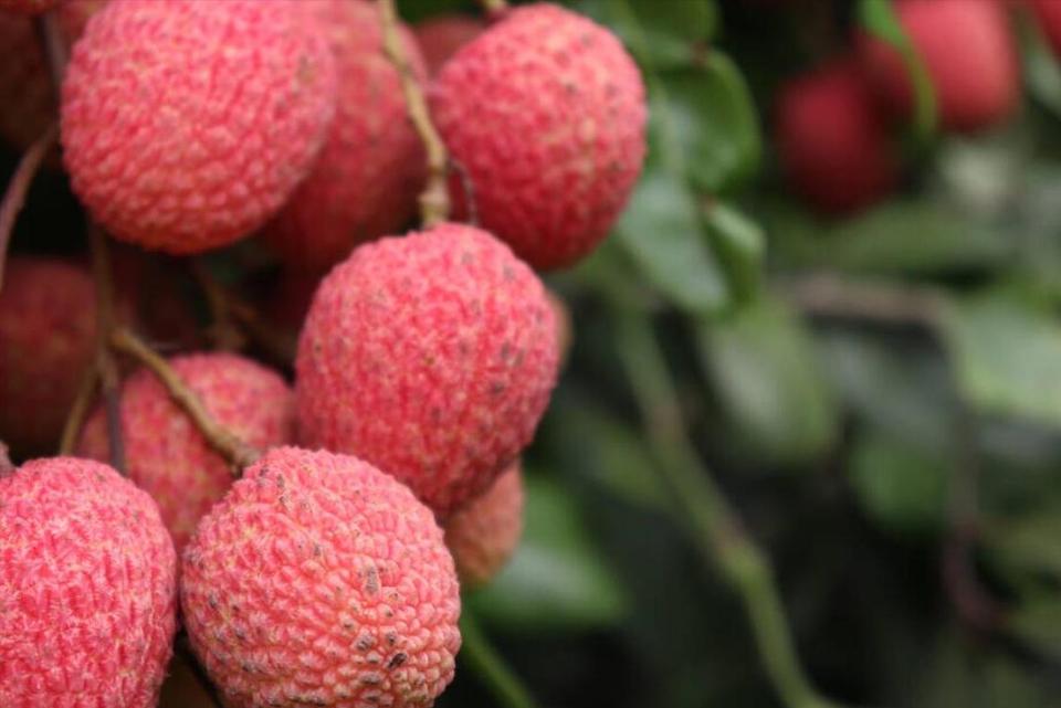 圆润的果型,鲜红的果皮,冰肌无瑕的果肉,口感清甜,鲜嫩多汁,谁又能