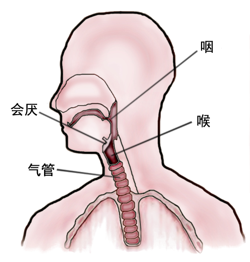 人喉咙结构图图片
