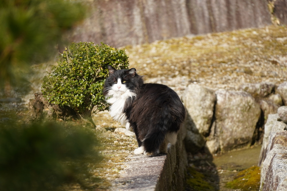 不由想起吉田寮的一只三花猫——从前跟你讲过吉田寮的故事,那里生活