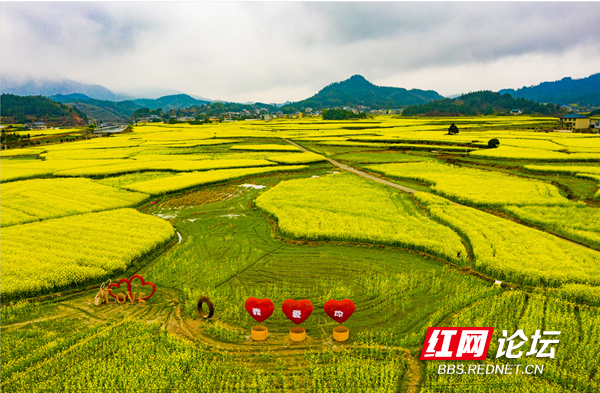 超治愈画面航拍英雄故里会同县堡子镇满目金黄春意浓