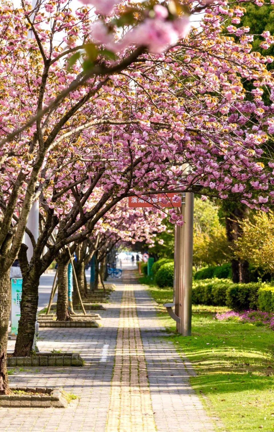 松江这条粉色"樱花路"惊艳绽放