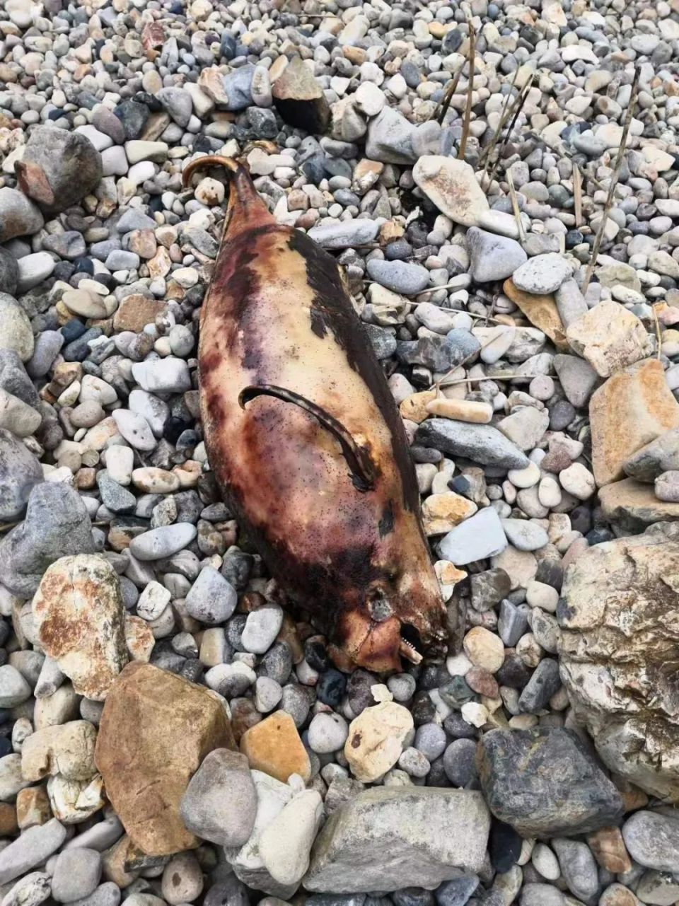 苍南惊现海豚!已死亡