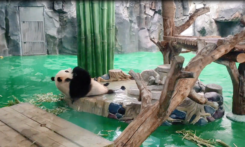 炎炎夏日 兰州野生动物园的动物避暑有妙招儿_腾讯新闻