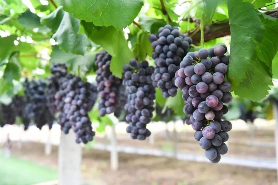 合肥包河:"大圩葡萄"获国家级"地标"初步认证