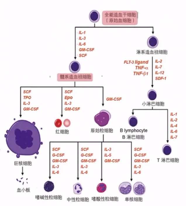 除肿瘤细胞外,对骨髓造血细胞亦有毒性,可通过