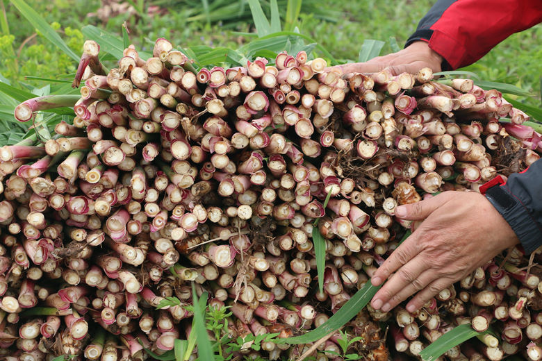 洞庭湖畔芦笋采摘正当时