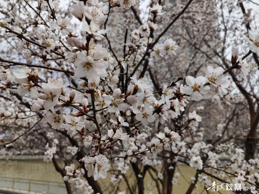 西宁:山桃花开满枝头