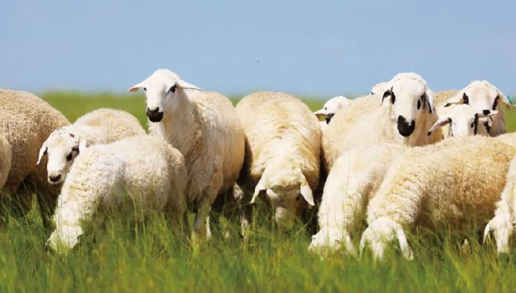 优异种质资源,主产区在锡林郭勒盟的"乌珠穆沁羊""蒙古马"榜上有名