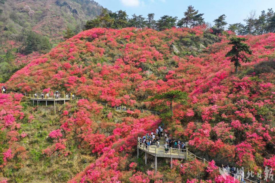 杜鹃花照片大全大图图片