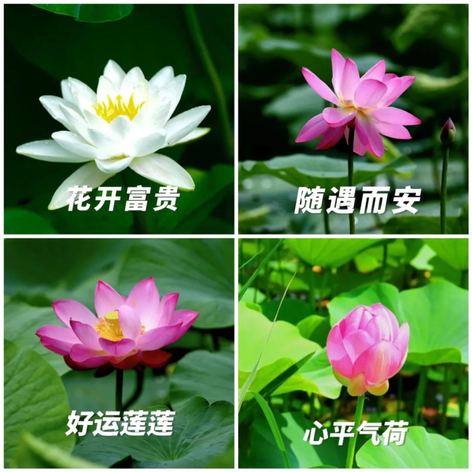 "妈,你有新的荷花头像可以换了!