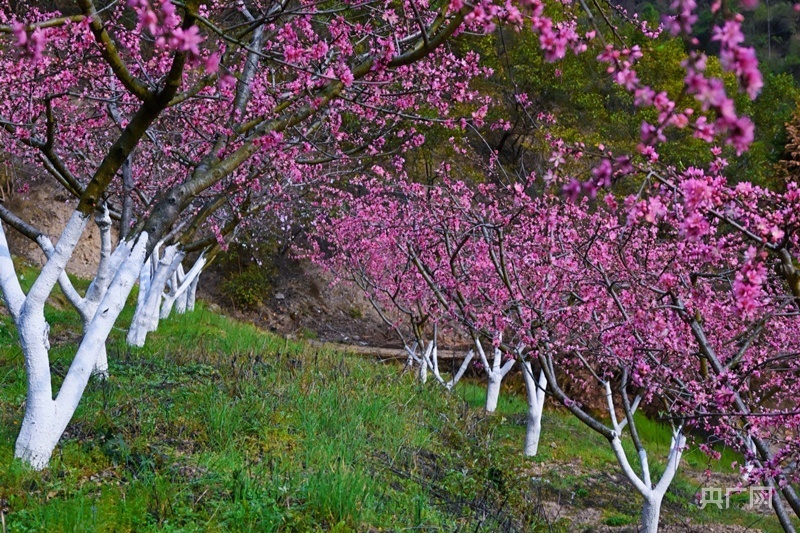 宫江村,成片的桃花竞相绽放,春风拂来,树上的花瓣纷纷落下,像天女散花