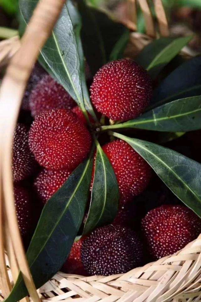 杨梅味道酸甜,受到人们喜爱.