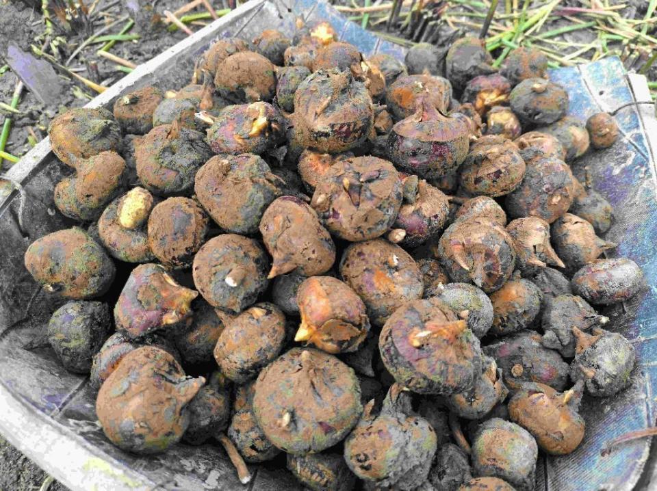 抢鲜上市韶关乐昌长来2000亩马蹄开挖