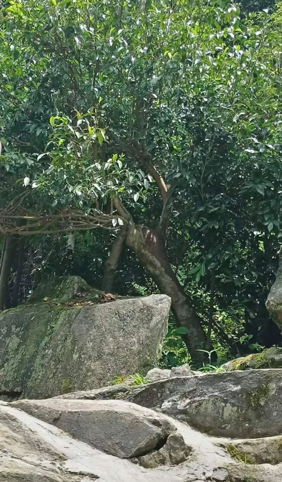 生长于石缝中的千年古茶树茶香飘袅红土地文/陈歌今这是一座历史厚重