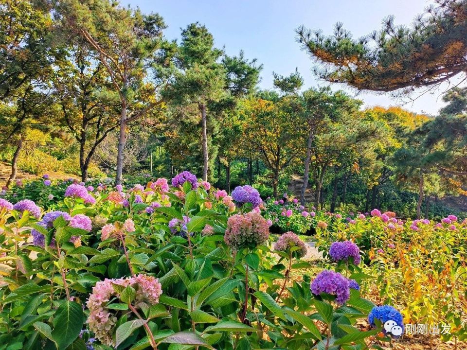 大连英歌石植物园图片图片