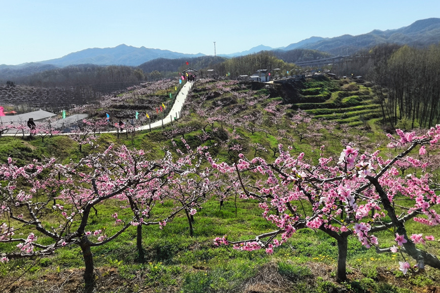 河南鲁山万亩桃花开美景入画来