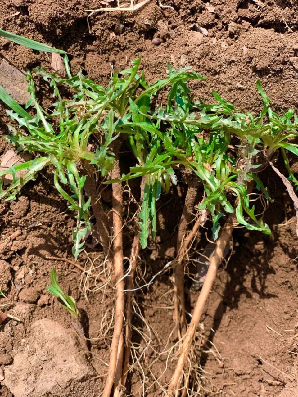 又是一年山菜季,寻味白山山野菜～婆婆丁