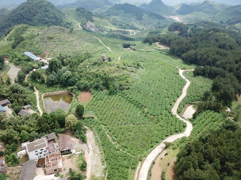 开阳县米坪乡黄桃丰收香满园 产业富民促发展