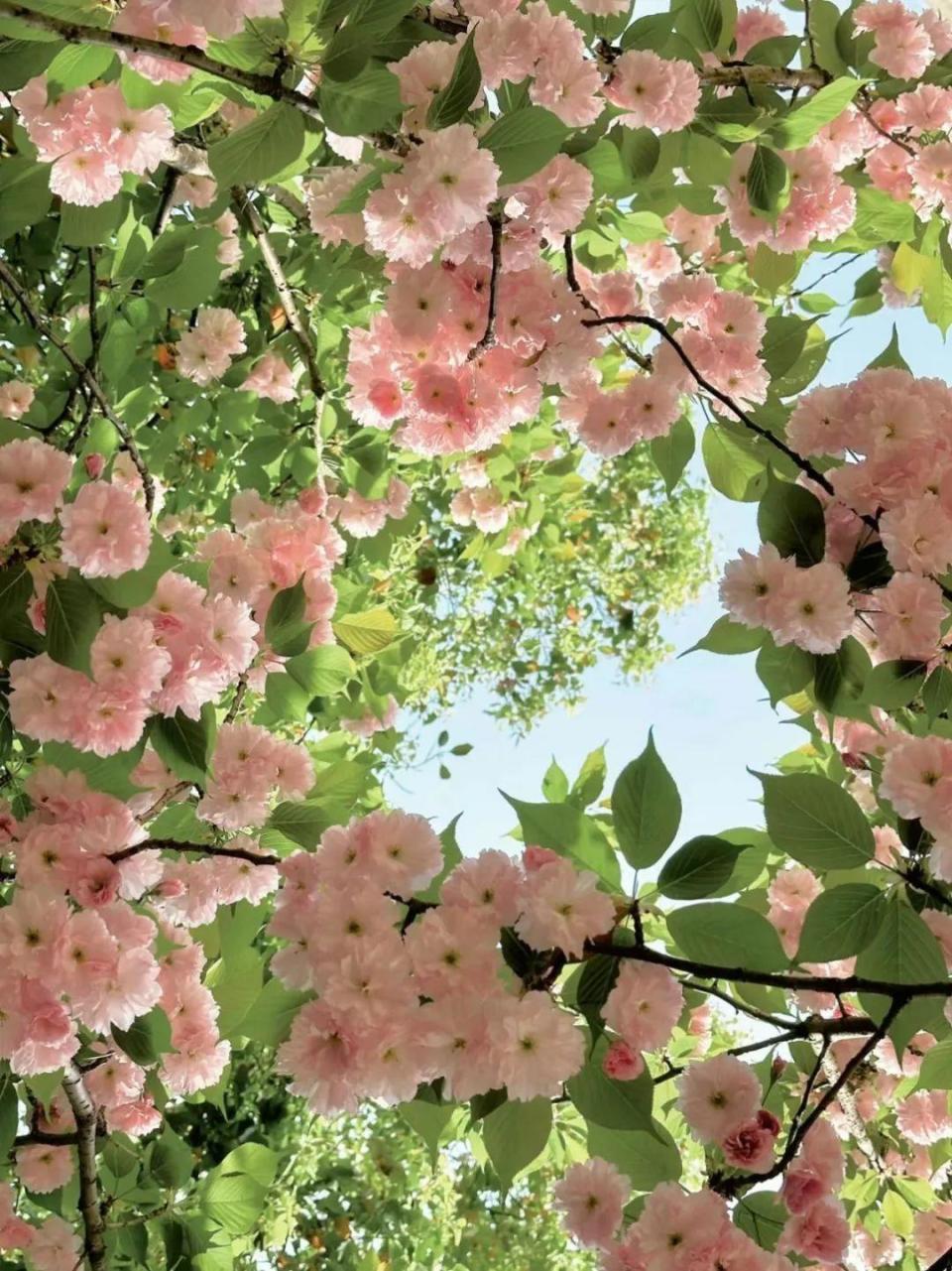 乍然春风起,吹得满院樱花遍地,在樱花飞扬的初春,氤氲一场粉色的思念