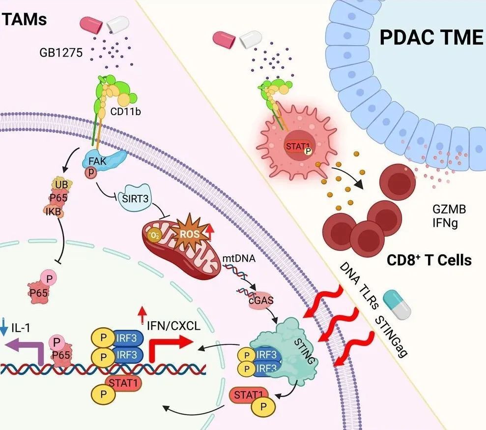 Cancer Cell：揭开CD11b激动剂发挥抗肿瘤免疫反应的机制_腾讯新闻