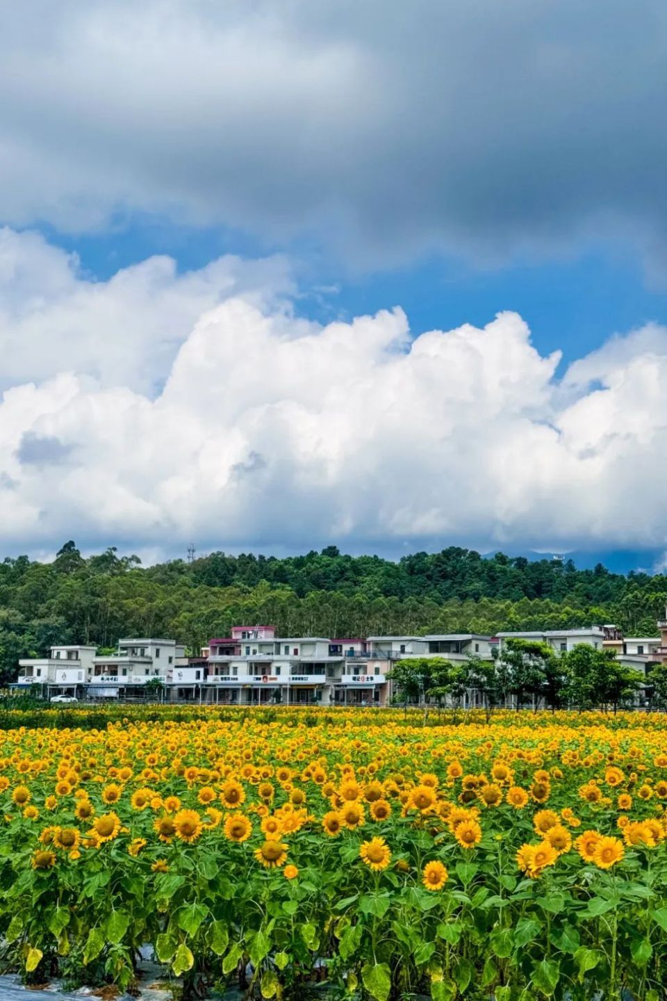 你的开平"蓝朋友"上线!