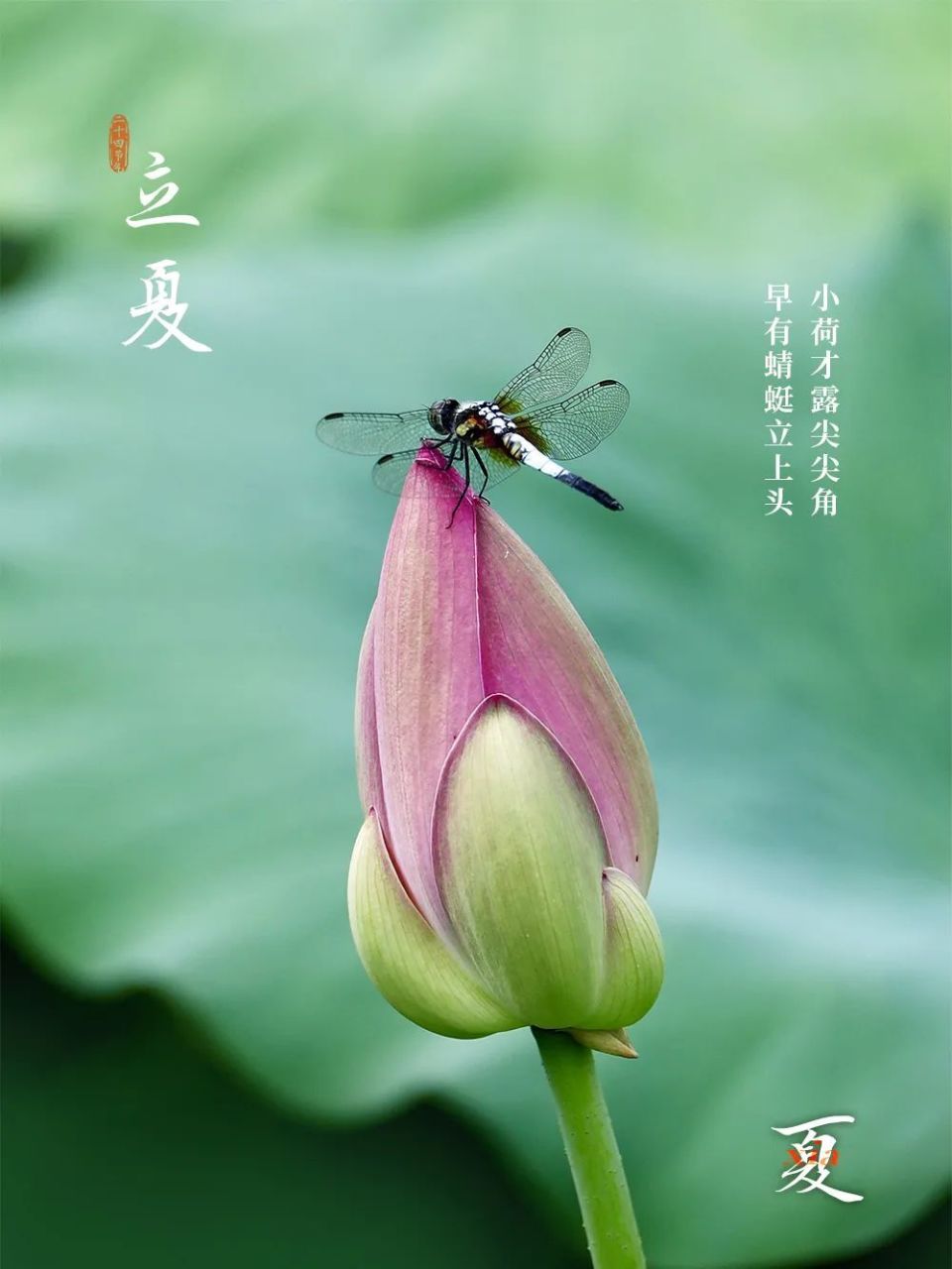 蜻蜓立上头",这句我们从小就会背的诗,描写的就是立夏时节的景观特色