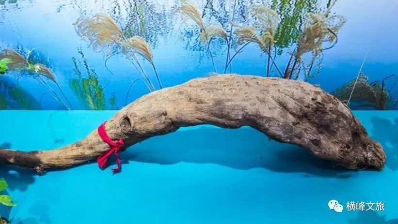 【上饶天下show之横峰县】中国葛之乡——横峰