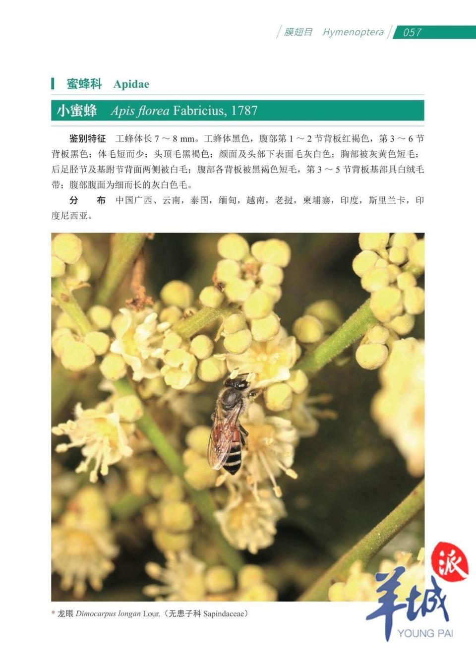 昆虫学与植物学科研者联手执笔！《中国热带亚热带典型农林交错带传粉昆虫图谱》出版_腾讯新闻