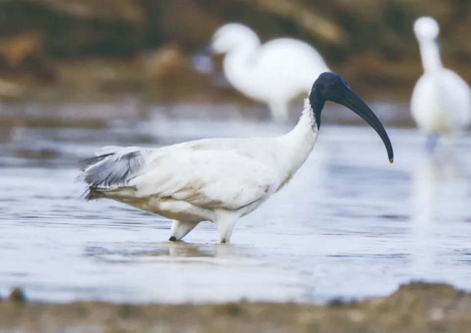 近日,我市接力救护受伤的国家一级保护动物黑头白鹮.