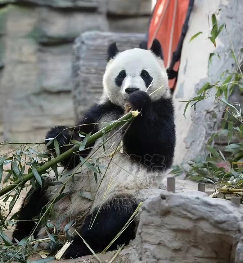 丫丫回家,北京動物園大熊貓