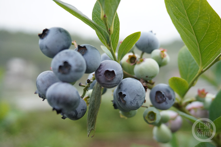 蓝莓果飘香 游客采摘忙