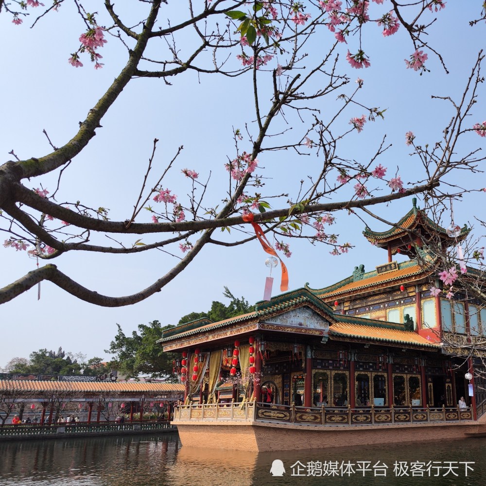 宝墨园的樱花已开好,快来赴一场樱缘群仙会