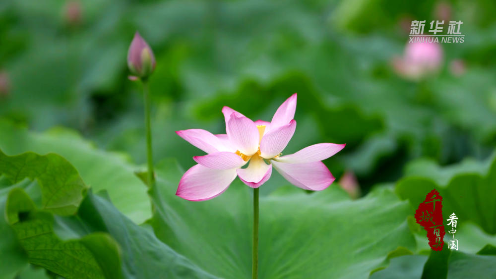 千城百县看中国|福建邵武:夏日荷花醉清池