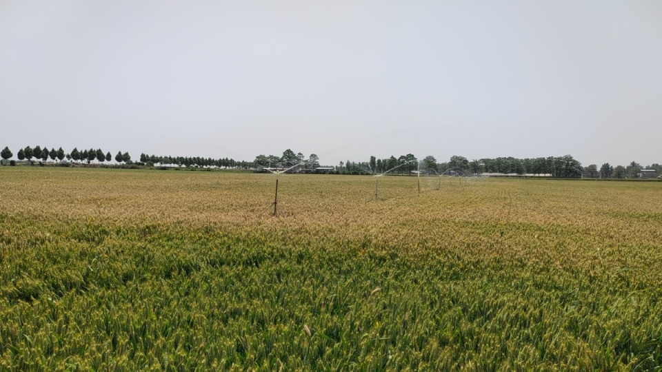 河南禹州市张得镇:搞活集体经济 助推乡村振兴