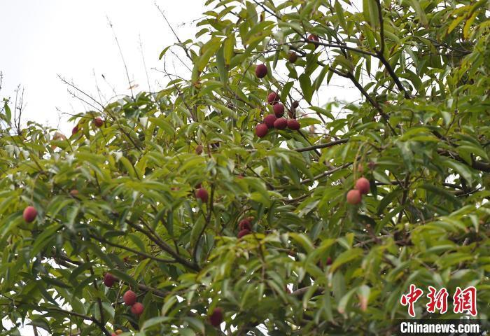 福州：中国现存胸径最大荔枝古树 “千年宋荔”又结新果_腾讯新闻